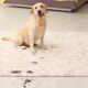 Cute dog leaving muddy paw prints on carpet