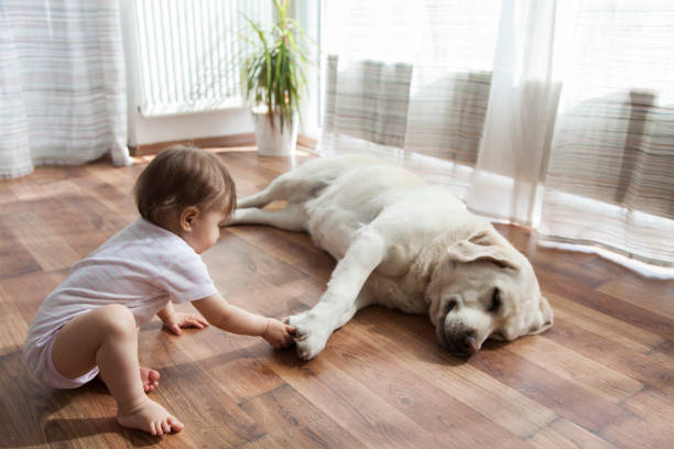 flooring-options-for-pet-owners